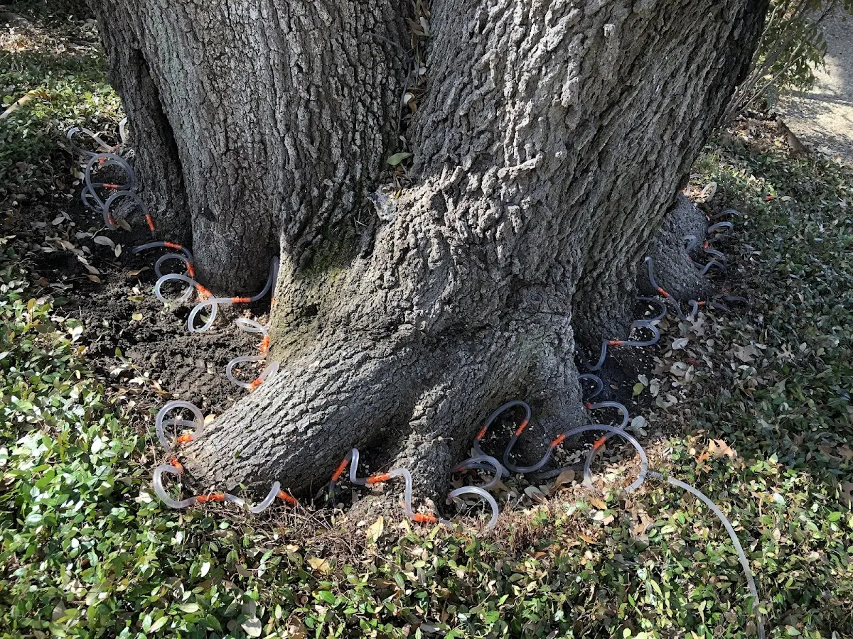 Detailed Shrub and Hedge Trimming job site in Saint Pauls