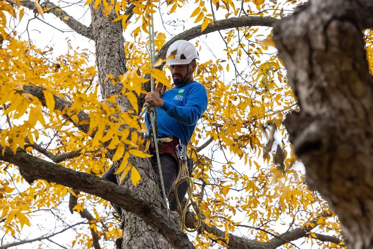 Skilled Tree Pruning crew working in Saint Pauls